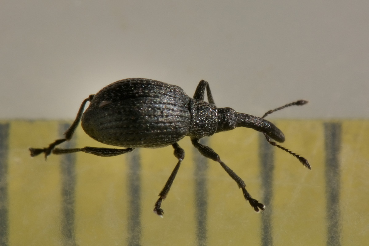 Apionidae: Cyanapion sp.?    Cyanapion afer, femmina